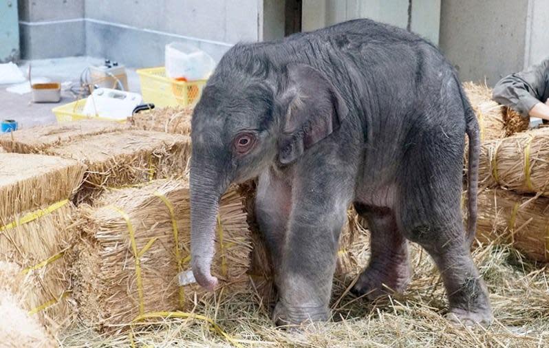 象BB非常健康，由兩隻泰國政府送予嘅亞洲象所生。 （圖：上野動物園@Twitter） 