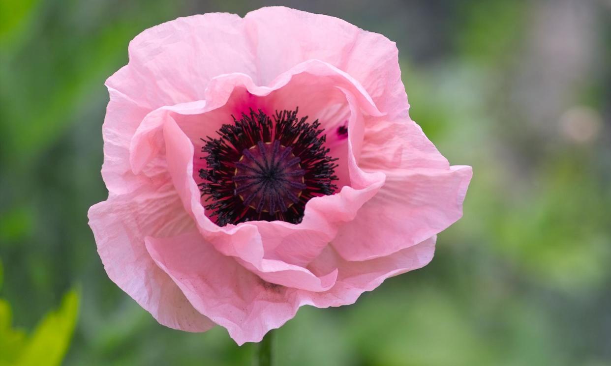 <span>‘Flowers the size of teacups’ … oriental poppy ‘Coral Reef’ (<em>Papaver orientale</em>).</span><span>Photograph: Ole Schoener/Shutterstock</span>