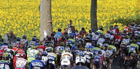 The pack of riders cycles on its way during the 237.5km 16th stage of the Tour de France cycling race between Carcassonne and Bagneres-de-Luchon, July 22, 2014. REUTERS/Jean-Paul Pelissier