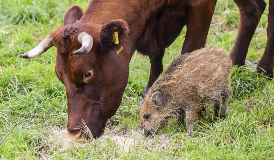 Wild boar "Frida" eats next to a cow on a pasture near the river Weser in the district of Holzminden, Germany, Thursday, Sept. 29, 2022. A cow herd in Germany has gained an unlikely following, after adopting a lone wild boar piglet. Farmer Friedrich Stapel told the dpa news agency that he spotted the piglet among the herd in the central German community of Brevoerd about three weeks ago. It had likely lost its group when they crossed a nearby river. ( Julian Stratenschulte/dpa via AP)