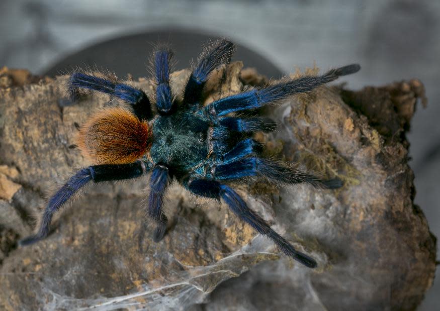 In this photo taken Friday, Oct. 4, 2013, A Chromatopelma Cyanopubescens tarantula, a green bottle blue colored male originally from Venezuela, is one of Dee Reynolds' collection of 50 tarantulas she cares for at her home in Los Angeles. Tarantulas are the heaviest, hairiest, scariest spiders on the planet. They have fangs, claws and barbs. They can regrow body parts and be as big as dinner plates, and the females eat the males after mating. But there are many people who call these creepy critters a pet or a passion and insist their beauty is worth the risk of a bite. (AP Photo/Damian Dovarganes)
