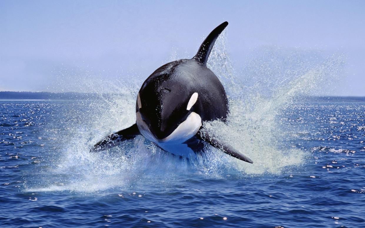 The reputation of orcas is not helped by their other name, killer whales - iStockphoto