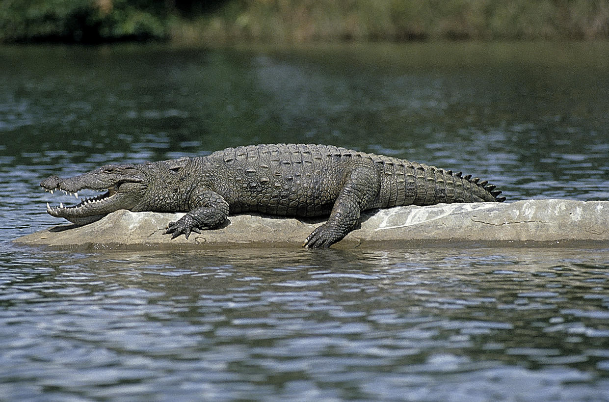 A file photo shows a crocodile at the Ranganthitoo Bird Sanctuary, in Karnataka state, southern India. / Credit: Education Images/Universal Images Group/Getty