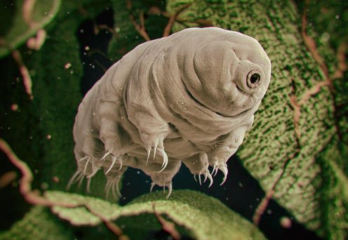   <span class="attribution"><a class="link " href="https://www.shutterstock.com/image-illustration/tardigrade-water-bear-3d-rendered-illustration-535109380?src=cjaqEapOnY5_mpZ177xWvA-1-0" rel="nofollow noopener" target="_blank" data-ylk="slk:3DStock/Shutterstock;elm:context_link;itc:0;sec:content-canvas">3DStock/Shutterstock</a></span>