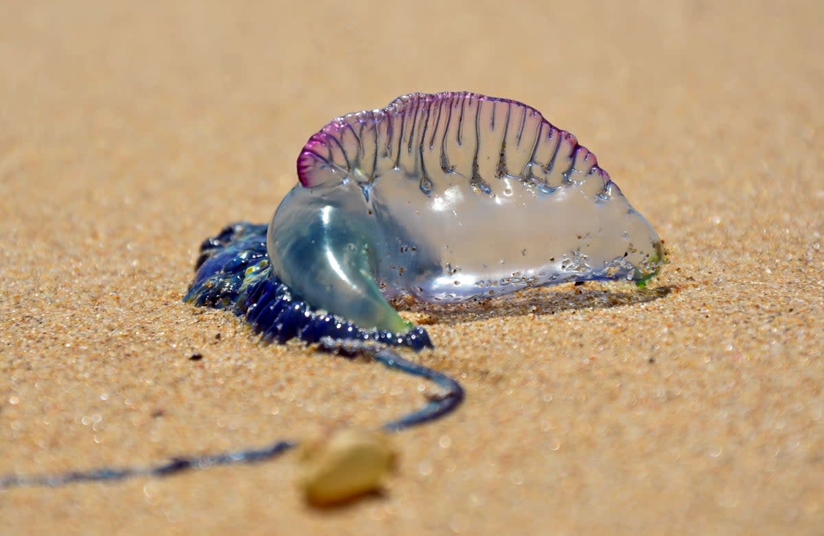 Portuguese man o' war have been increasingly washing up on the British coastline  (Getty Images/iStockphoto)