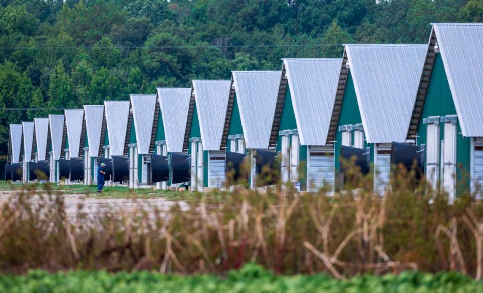 This farm near Lumber Bridge, which raises chickens for Mountaire Farms, is one of the many new poultry farms that have been built in Robeson County in recent years.