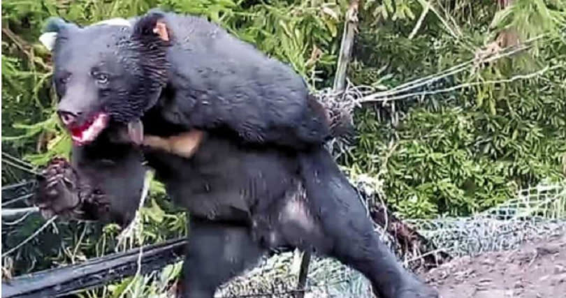 死亡的台灣黑熊2020年10月曾在台中山區誤觸「山豬吊」陷阱，為求脫困不惜咬手導致流血，畫面震撼人心。(圖／林務局提供)