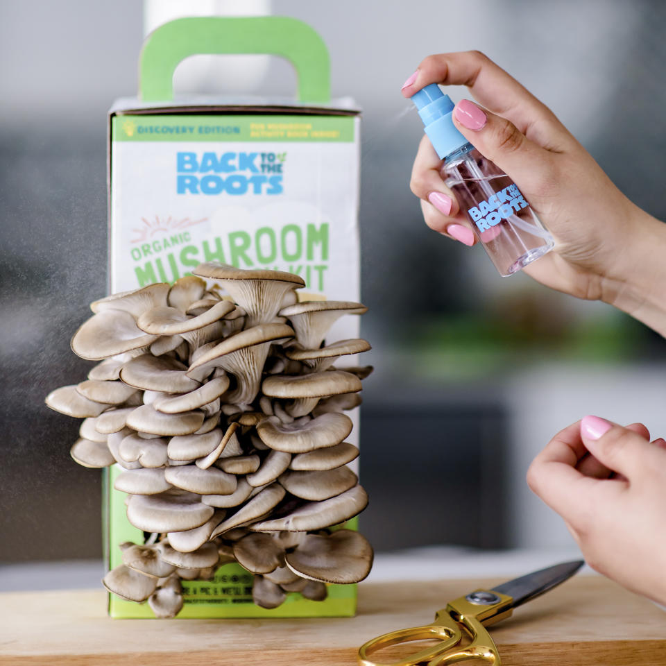 This image provided by Back to the Roots shows a Back to the Roots organic mushroom growing kit bearing a full crop. (Back to the Roots via AP)