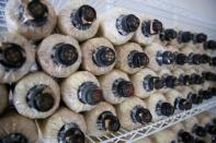 Mushroom fruiting bags made out of saw dust, coffee grounds and gypsum are seen at an urban farm in Singapore May 30, 2017. REUTERS/Thomas White