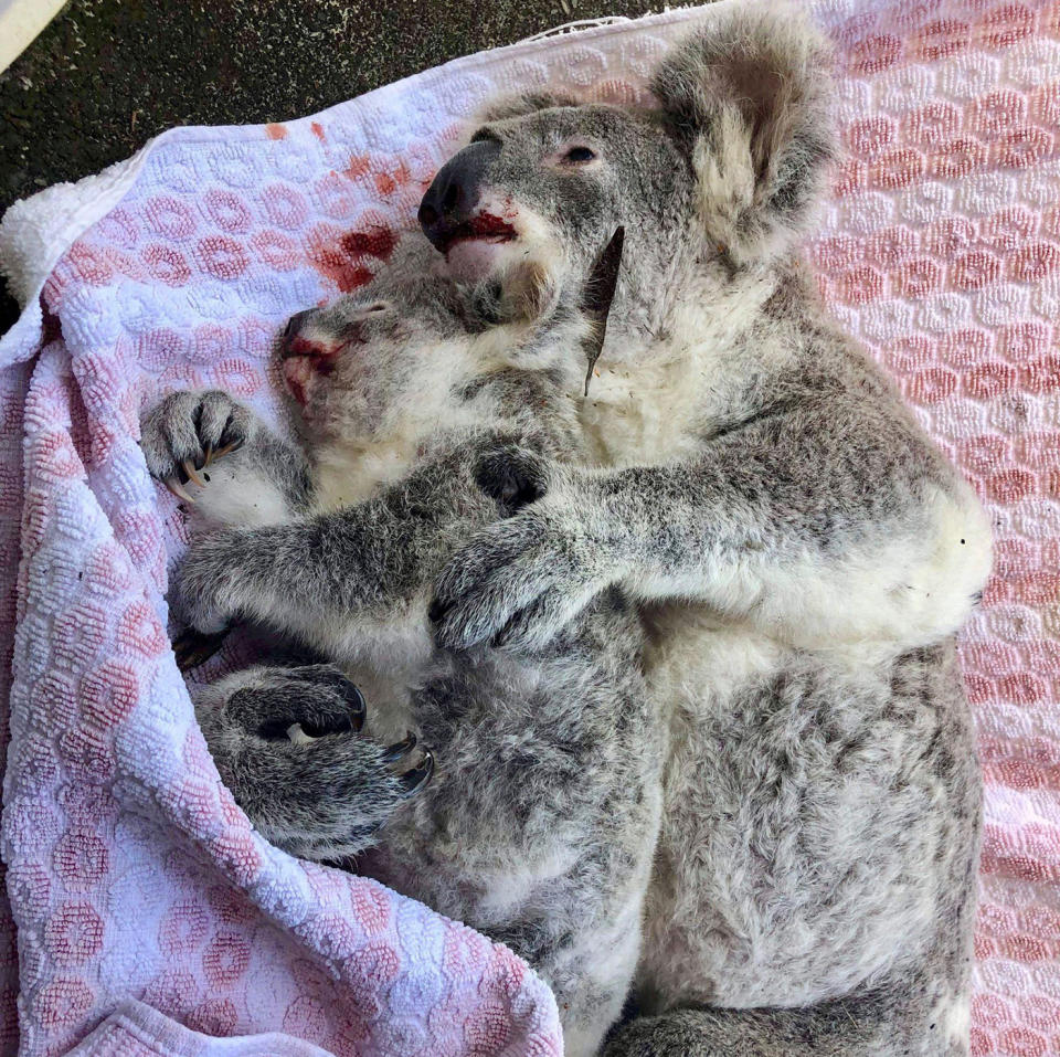 Bernard Jean said the mother koala used her dying moments to cradle her baby.