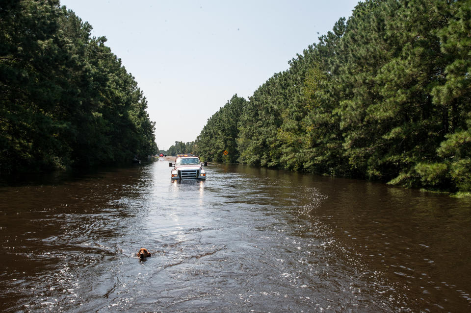 A dog swims in a flooded roadway in East Texas as a National Guard vehicle comes to pick it up.  They got the dog out of the water and to safety.