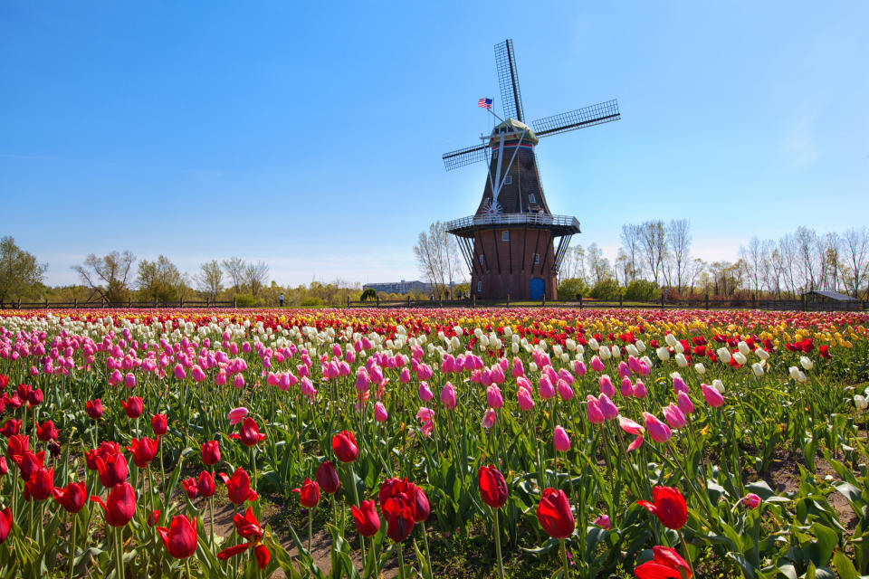 A windmill overlooking a field of tulips