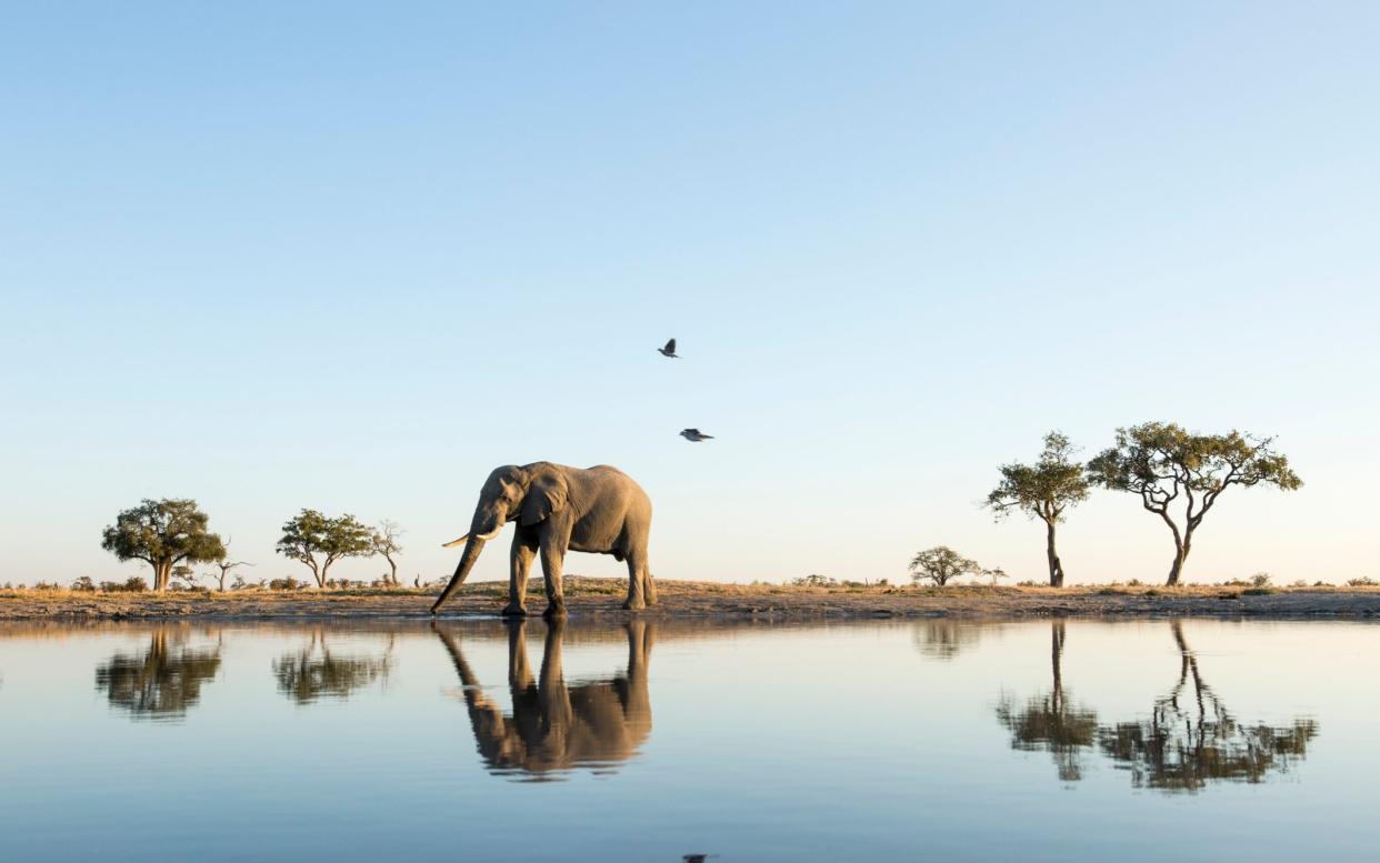 An elephant in Botswana - Getty