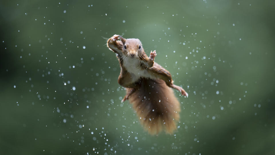 Comedy Wildlife Photography Awards 2022