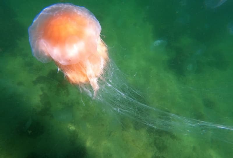 The lion's mane jellyfish - one of the largest stinging jellyfish - is among those spreading northwards in great numbers, according to researchers in Germany. Thomas Müller/dpa
