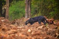 <p>Une panthère noire photographiée lors d'un safari dans le parc national de Tadoba, en Inde.</p>