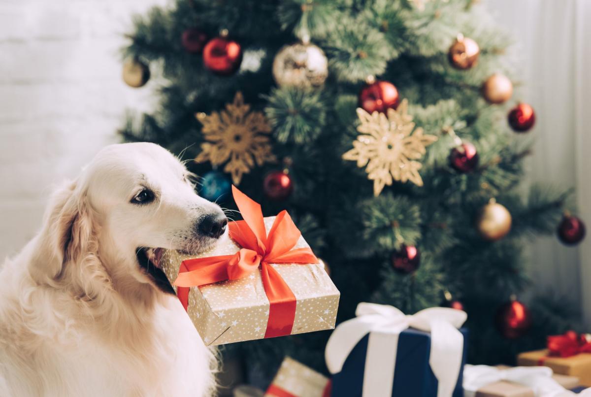 69 % des Français ont prévu un cadeau de Noël pour leur chat ou chien,  selon une étude
