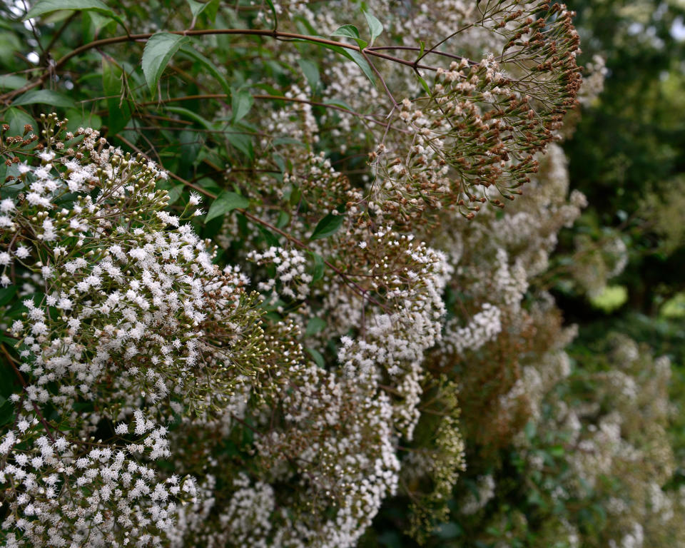 Ageratina ligustrina