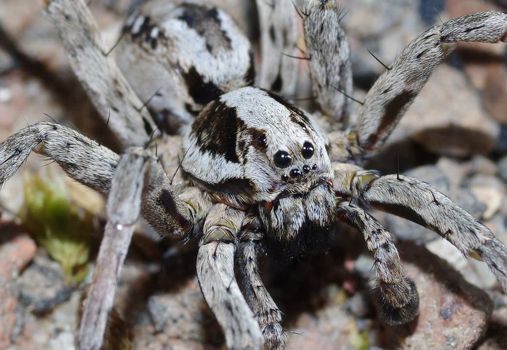 With excellent eyesight, camouflage and speed, the Great Fox-Spider Alopecosa fabrilis is one of the largest of the Wolf-Spider Lycosidae family of spiders (Getty) 