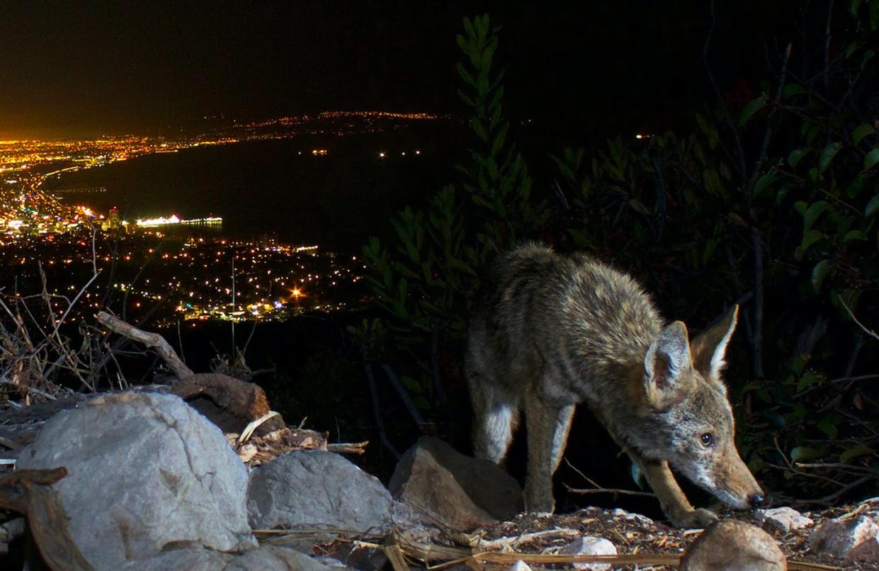 A federal policy could reduce instances of conflict between people and carnivores, like coyotes. <a href="https://media.gettyimages.com/id/1201282922/photo/a-california-coyote-above-santa-monica-beach.jpg?s=612x612&w=0&k=20&c=zb6658iQjAp-0J6uHi1ImhIQKRR53y7A7Deq8qhd0Mg=" rel="nofollow noopener" target="_blank" data-ylk="slk:Jason Klassi/iStock via Getty Images;elm:context_link;itc:0;sec:content-canvas" class="link ">Jason Klassi/iStock via Getty Images</a>