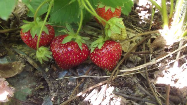 Lynda Dyche / EyeEm / Getty Images Strawberries in the Field