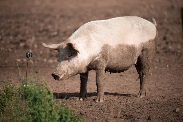 Les porcs sont particulièrement intéressant pour fournir des greffons à l'Homme, puisqu’ils ont de grandes portées, des périodes de gestation courtes et des organes comparables à ceux des humains. (Photo: Christopher Furlong via Getty Images)