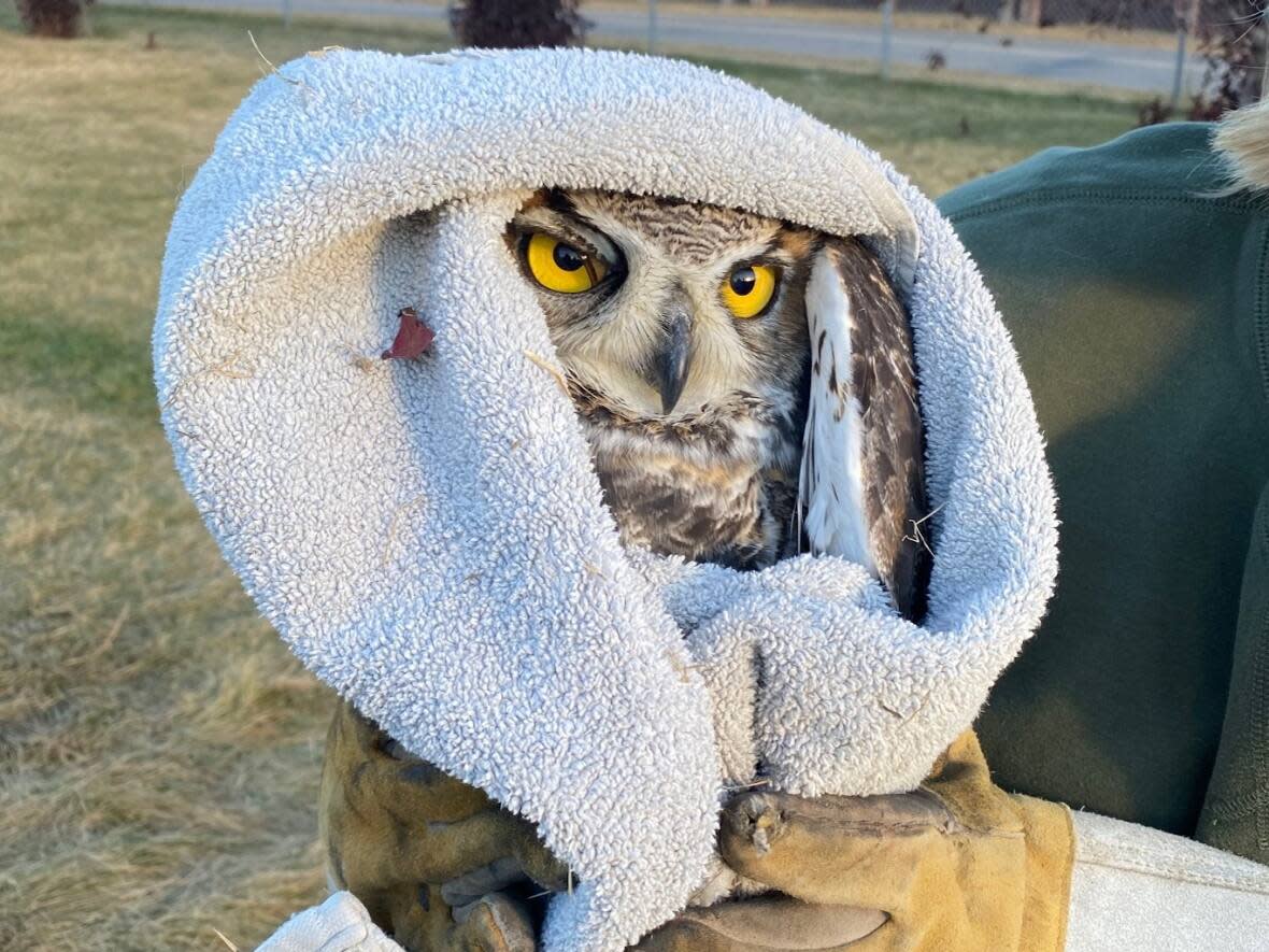 The owl was rescued, but looked a bit grumpy about it. (Submitted by Derek Jugnauth - image credit)