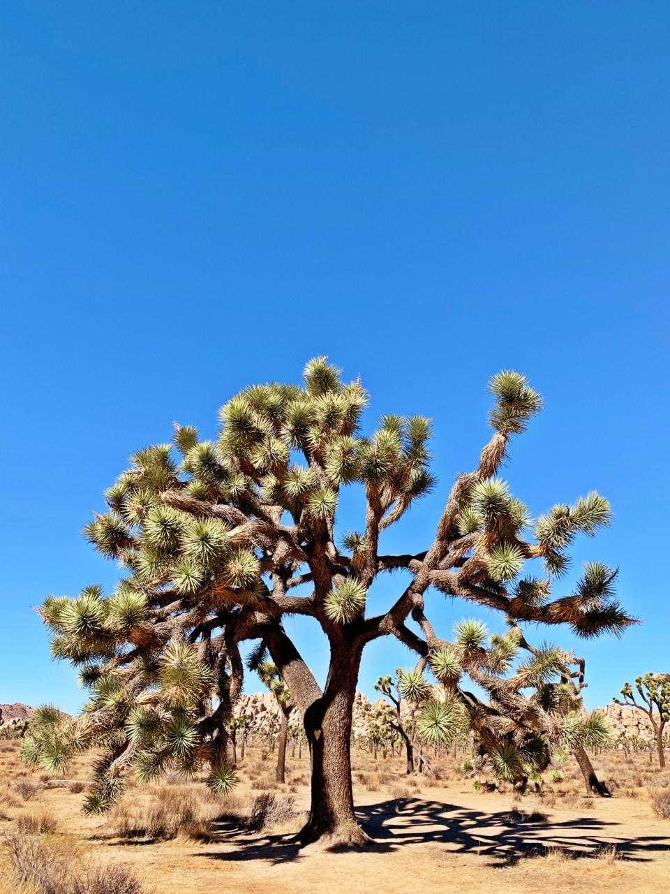 A Joshua tree at Joshua Tree National Park