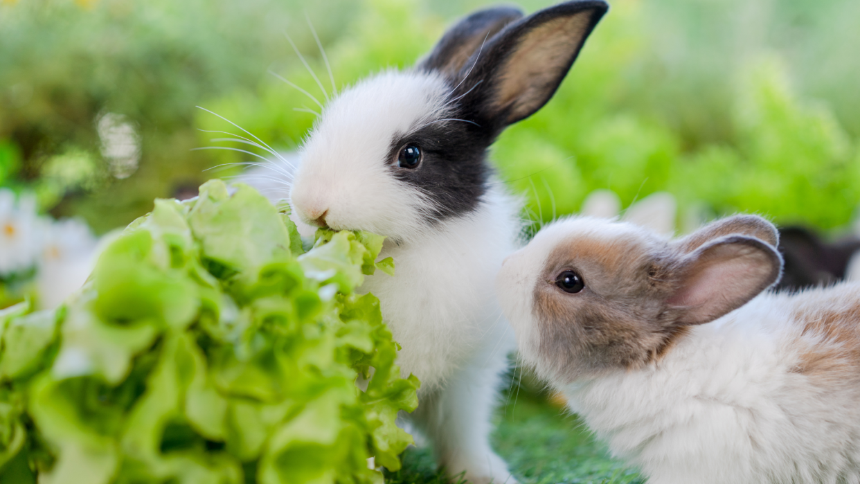  Two bunnies sitting on the grass eating leafy greens. 