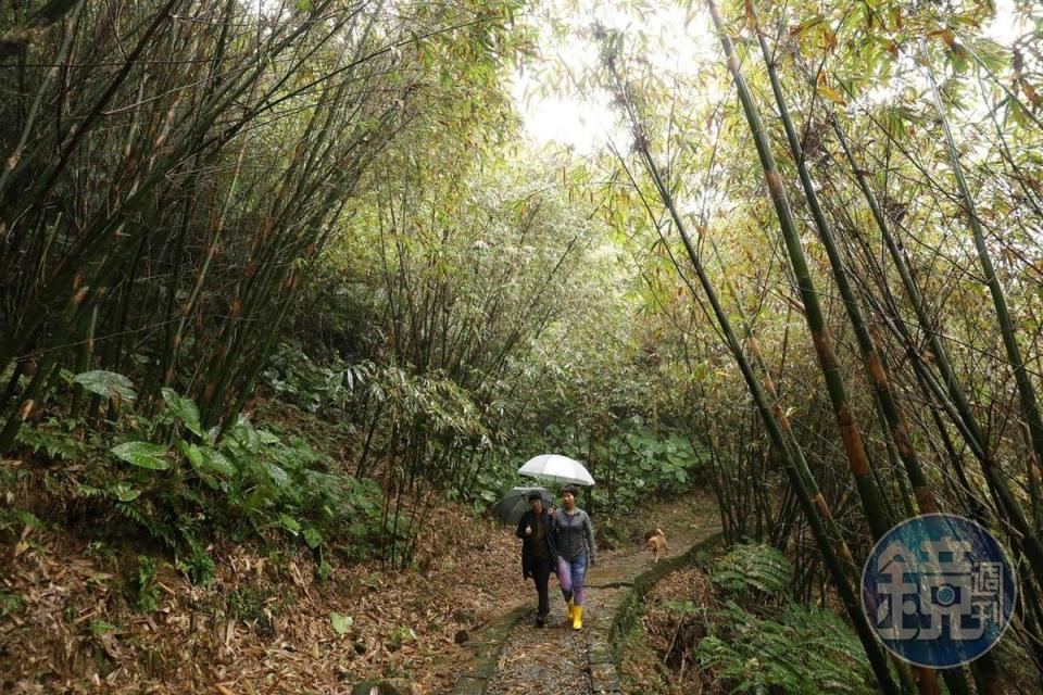 走上前往三貂嶺三層瀑的道路，非常清幽。