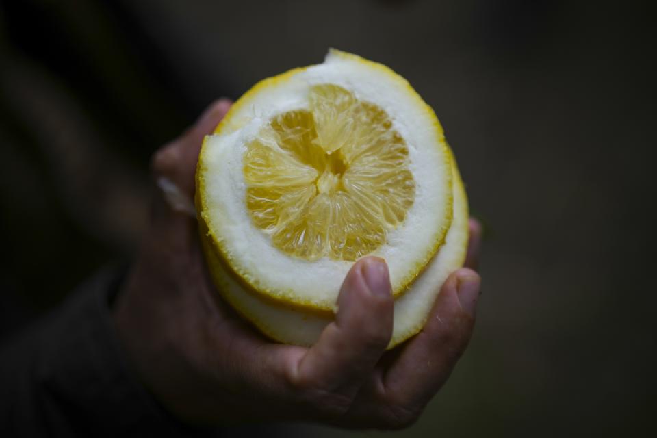 A sliced Menton lemon is shown to visitors in Menton, France, Friday, March 1, 2024. Menton lemons are bigger than most lemons, with a thicker skin. (AP Photo/Daniel Cole)