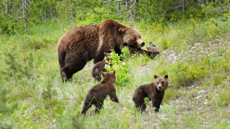 A grizzly bear named "399" walks with her four cubs outside Jackson, Wyoming, in June 2020. The mother inhabits Grand Teton National Park and Bridger-Teton National Forest. A wise hiker will never get between a mama bear and her cubs. - George Frey/Getty Images