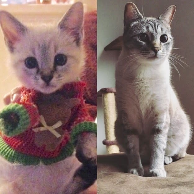 a kitten in a holiday sweater; the same kitten grown up and not wearing a sweater