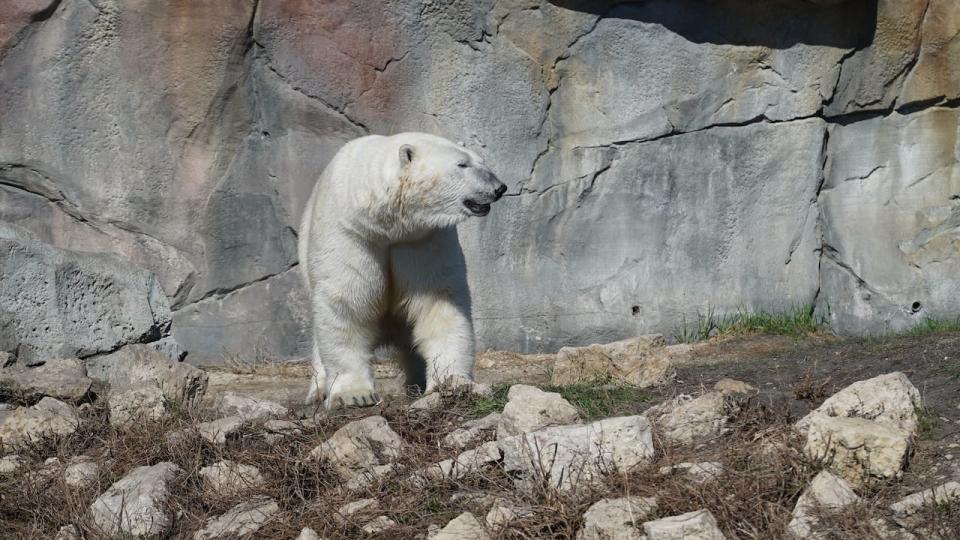 Animals at  Assiniboine Park Conservancy