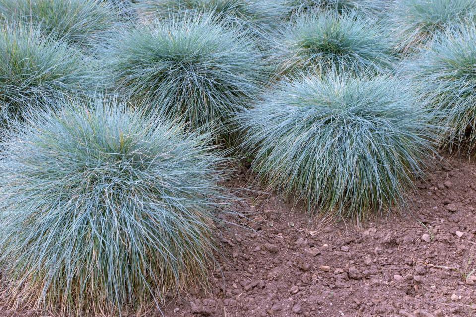blue fescue clump forming plant festuca glauca groundcover ornamental grass