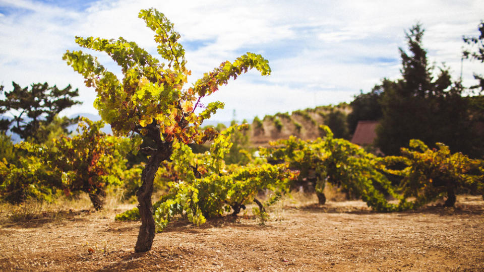 Ausgezeichnete Weinreben: Ridge Vineyards in Cupertino