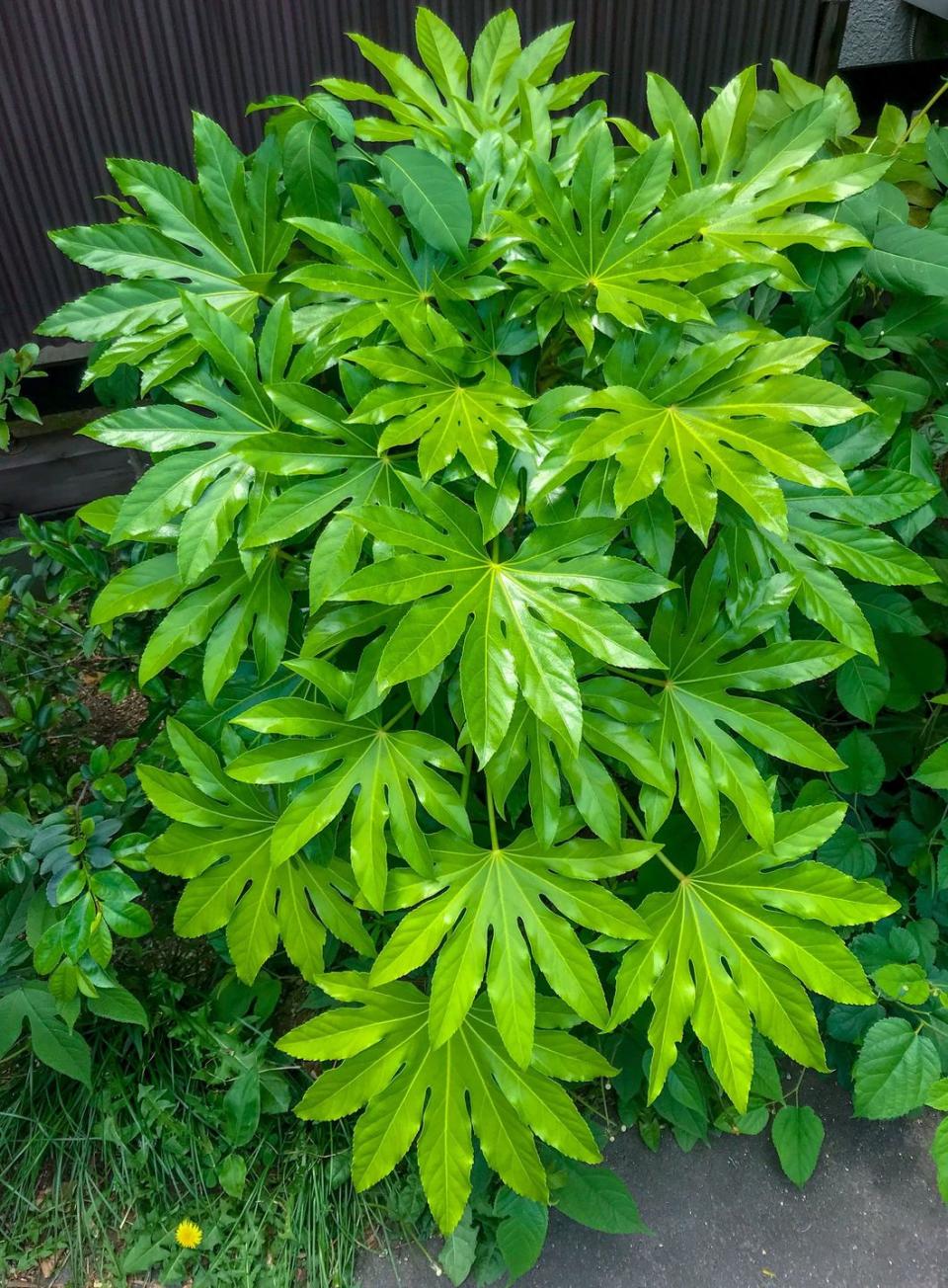 13) Fatsia japonica