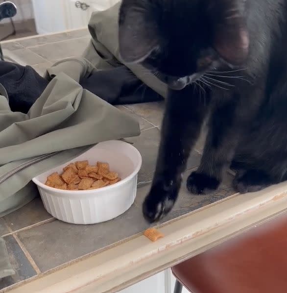 ▲貓咪：兄弟接著！餅乾要下去了！（圖／Youtube：ViralHog）