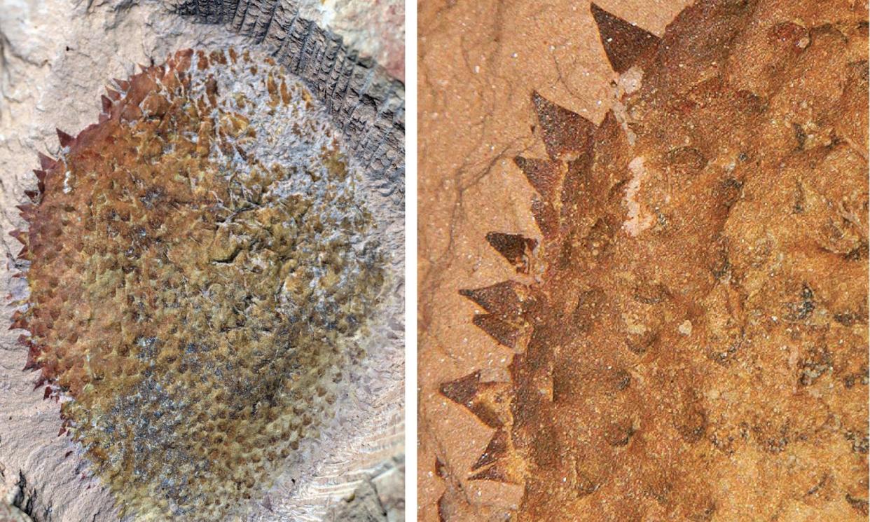 <span>Fossils reveal a flat, slug-like animal covered in hollow, cone-shaped spikes. Shishania aculeata seen from the dorsal (top) side (left) with spines covering the body (right). </span><span>Photograph: G Zhang/L Parry</span>