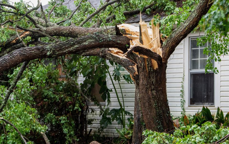 A damaged tree in the Capitol Heights neighborhood in Montgomery, Ala., on Thursday June 15, 2023, after overnight storms.