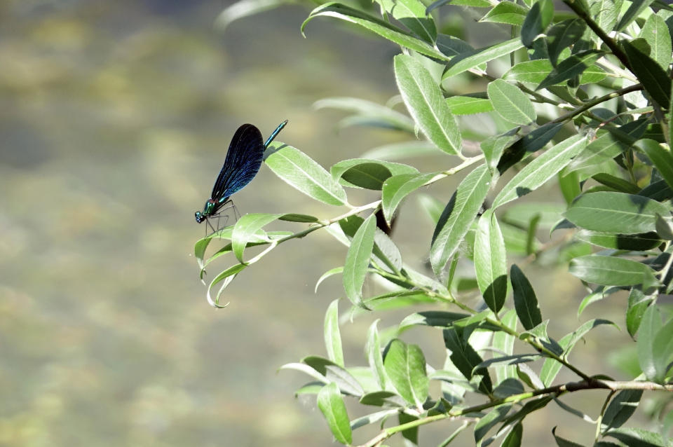 A dragonfly is seen on the Buna river near the town of Blagaj, Bosnia, Monday, June 20, 2022. It took a decade of court battles and street protests, but Balkan activists fighting to protect some of Europe's last wild rivers have scored an important conservation victory in Bosnia. A new electricity law, which passed Thursday, bans the further construction of small hydroelectric power plants in the larger of Bosnia's two independent entities. (AP Photo/Eldar Emric)