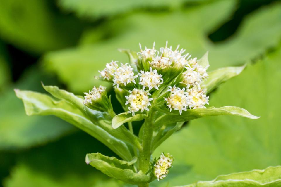 <p>“Butterbur (petasites hybridus) can replace drugs that prevent <strong>migraines</strong> (such as beta-blockers) and is even recommended by the American Headache Society and the American Academy of Neurology. Butterbur can also replace drugs like antihistamines in patients with <strong>allergic rhinitis</strong>. It’s thought to work by inhibiting leukotrienes—but be warned that some butterbur formulations contain pyrrolizidine alkaloids, which can cause liver damage.”</p><p> <em>—Skye McKennon</em></p>