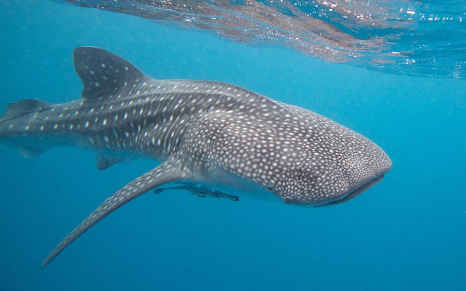 Whale Sharks