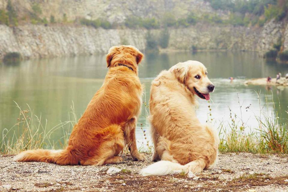 Water for swimming. Two golden retriever dogs in old stone quarry.