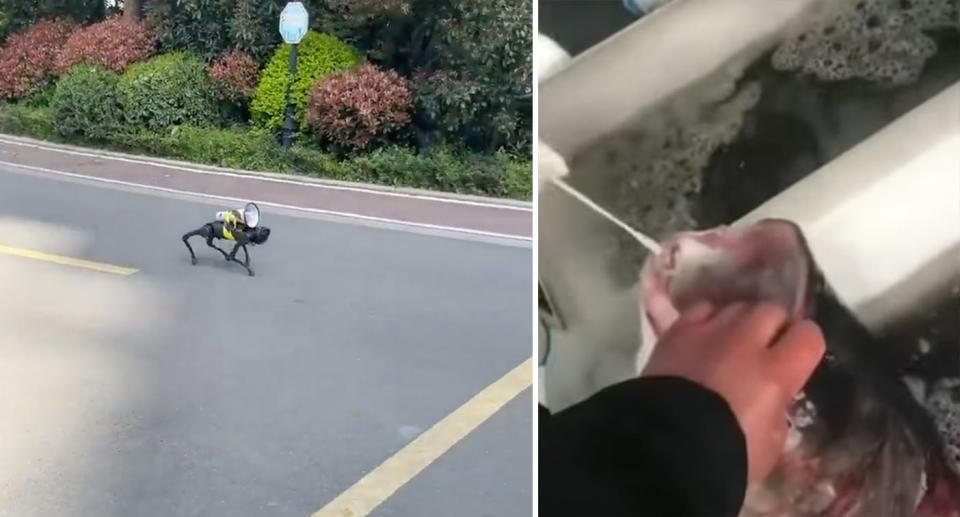 Viral video emerging from Shanghai shows a robotic dog and a fish receiving a Covid test. Source: Douyin