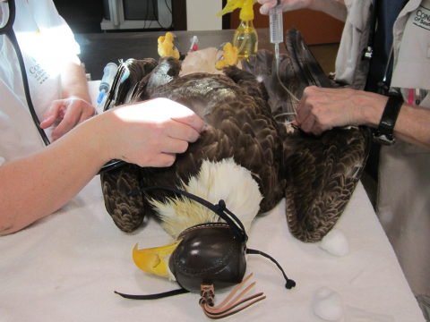 A bald eagle is treated at the von Arx Wildlife Hospital at the Conservancy of Southwest Florida in Naples.
