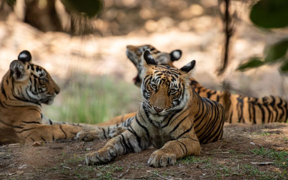 Tigers in India