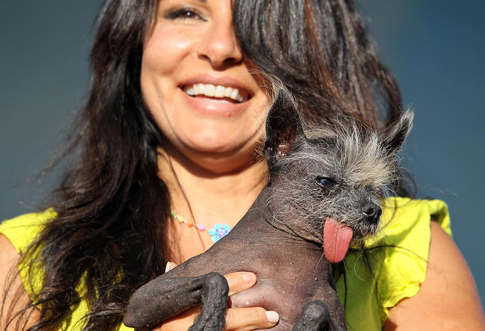 PETALUMA, CA - JUNE 24: Ghada Marta of San Rafael, California holds her dog Handsome Hector during the 23rd Annual World's Ugliest Dog Contest at the Sonoma-Marin County Fair on June 24, 2011 in Petaluma, California. Yoda won the $1,000 top prize as the world's ugliest dog. (Photo by Justin Sullivan/Getty Images)