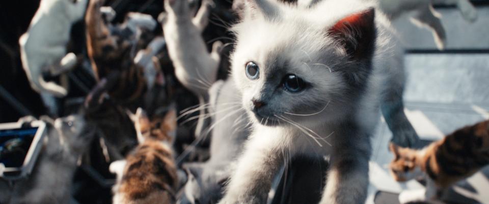 Cute little Flerkittens get the spotlight in a memorable scene in "The Marvels."