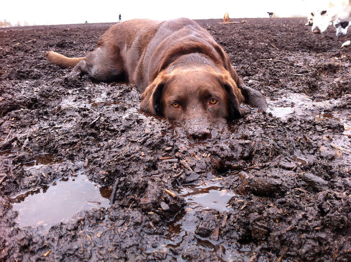 Diese Hunde lieben Matsch!